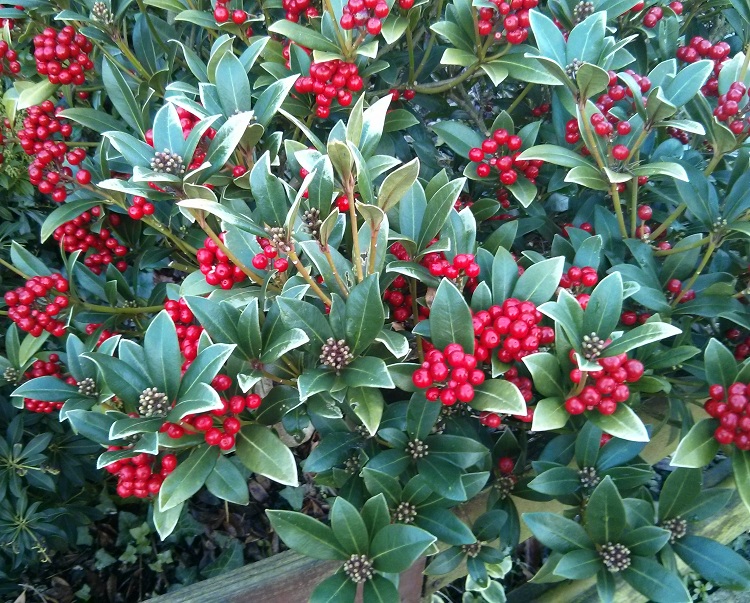SKIMMIA JAPONICA NYMANS