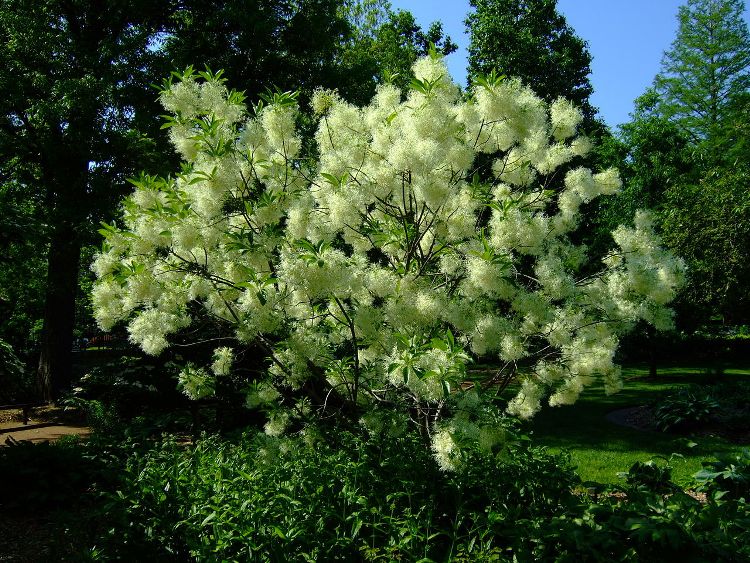 CHIONANTHUS VIRGINICUS