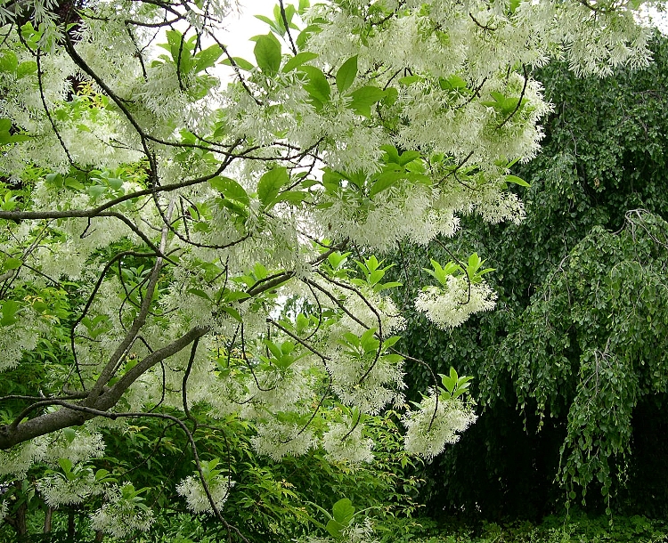 CHIONANTHUS VIRGINICUS