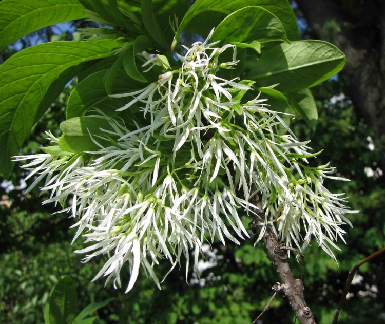 CHIONANTHUS VIRGINICUS