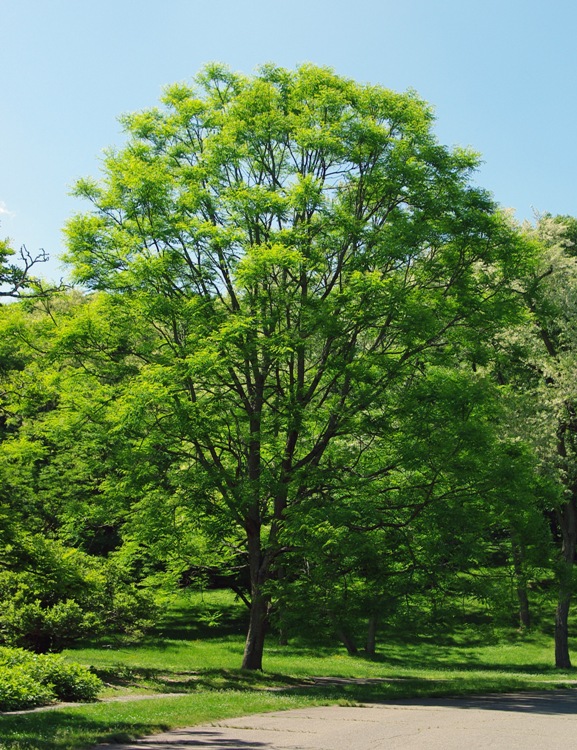 GYMNOCLADUS DIOICUS