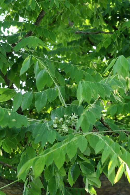 GYMNOCLADUS DIOICUS