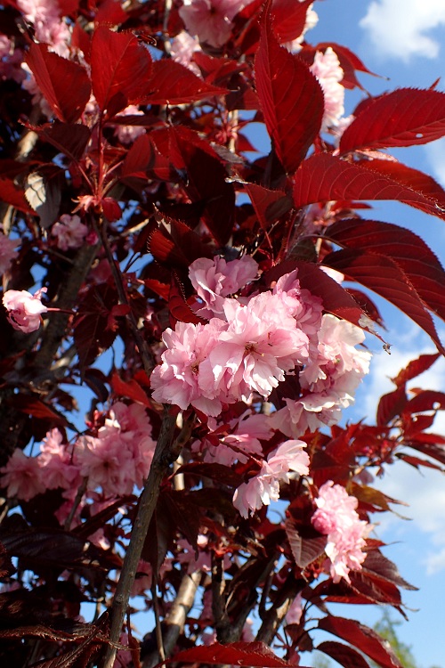 PRUNUS SERRULATA ROYAL BURGUNDI