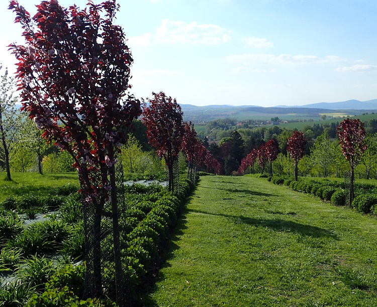 PRUNUS SERRULATA ROYAL BURGUNDI