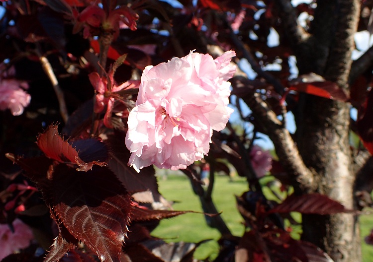 PRUNUS SERRULATA ROYAL BURGUNDI