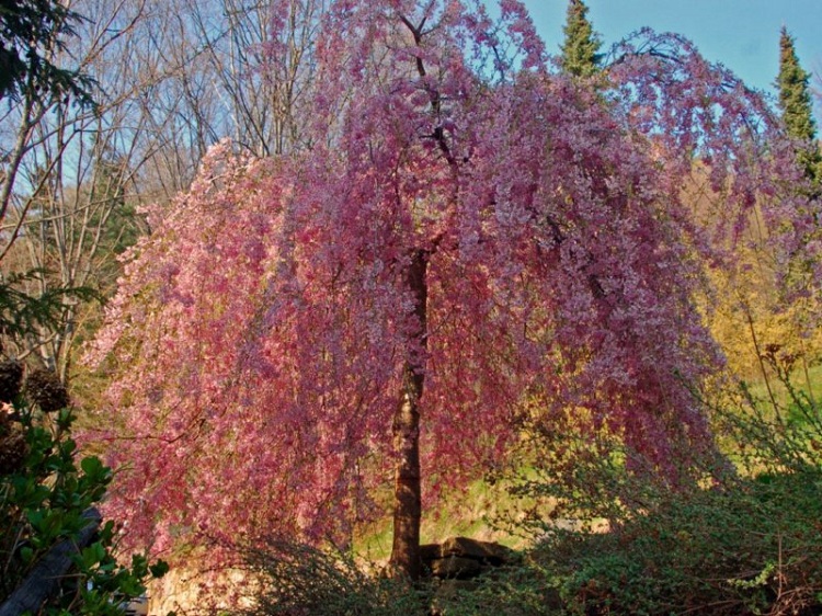 PRUNUS SERRULATA KIKU SHIDARE SAKURA