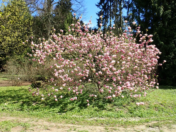 MAGNOLIA X SOULANGEANA RUSTICA RUBRA