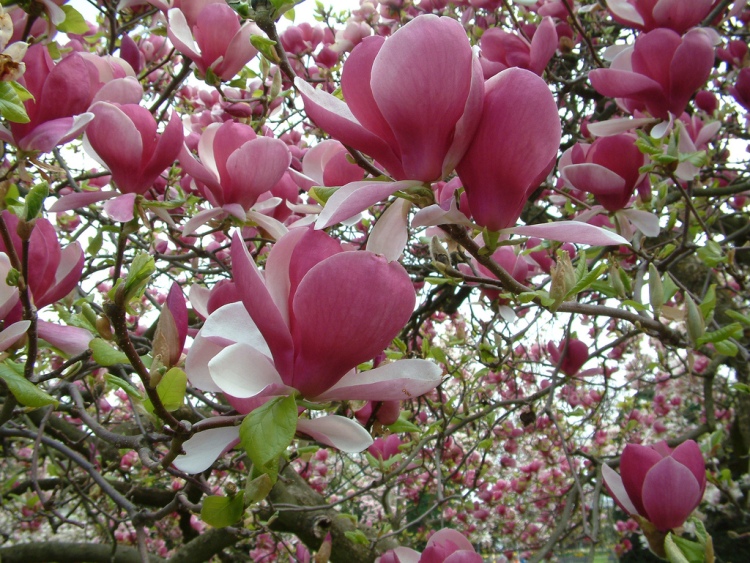 MAGNOLIA X SOULANGEANA RUSTICA RUBRA