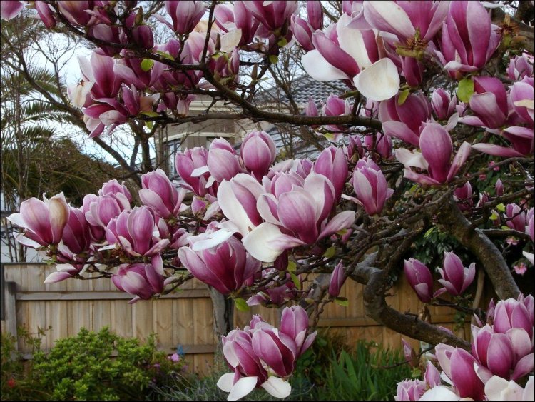 MAGNOLIA X SOULANGEANA RUSTICA RUBRA