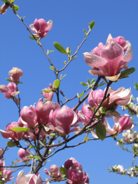 MAGNOLIA X SOULANGEANA LENNEI