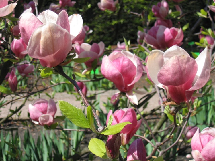 MAGNOLIA X SOULANGEANA LENNEI