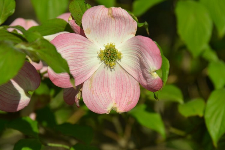 CORNUS X RUTGAN STELLAR PINK