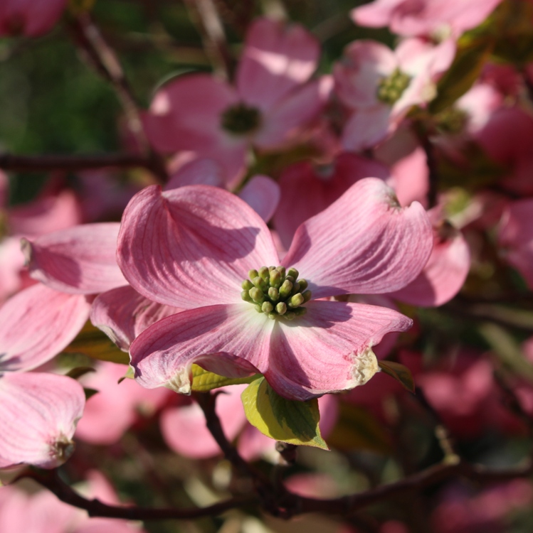 CORNUS FLORIDA CHEROKEE SUNSET
