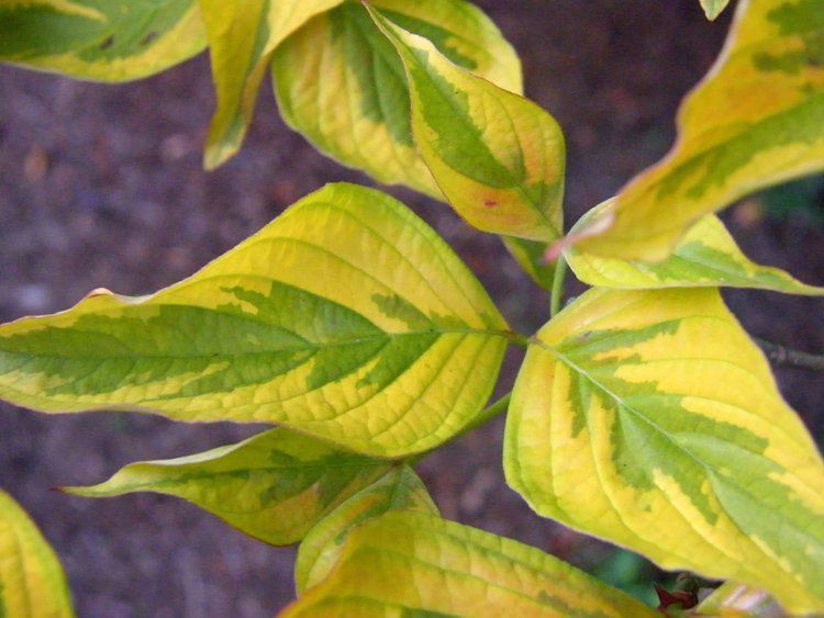 CORNUS FLORIDA CHEROKEE SUNSET