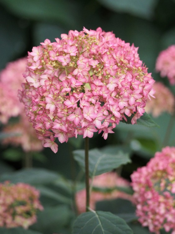HYDRANGEA ARBORESCENS PINK ANNABELLE
