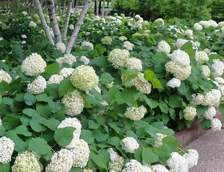 HYDRANGEA ARBORESCENS STRONG ANNABELLE