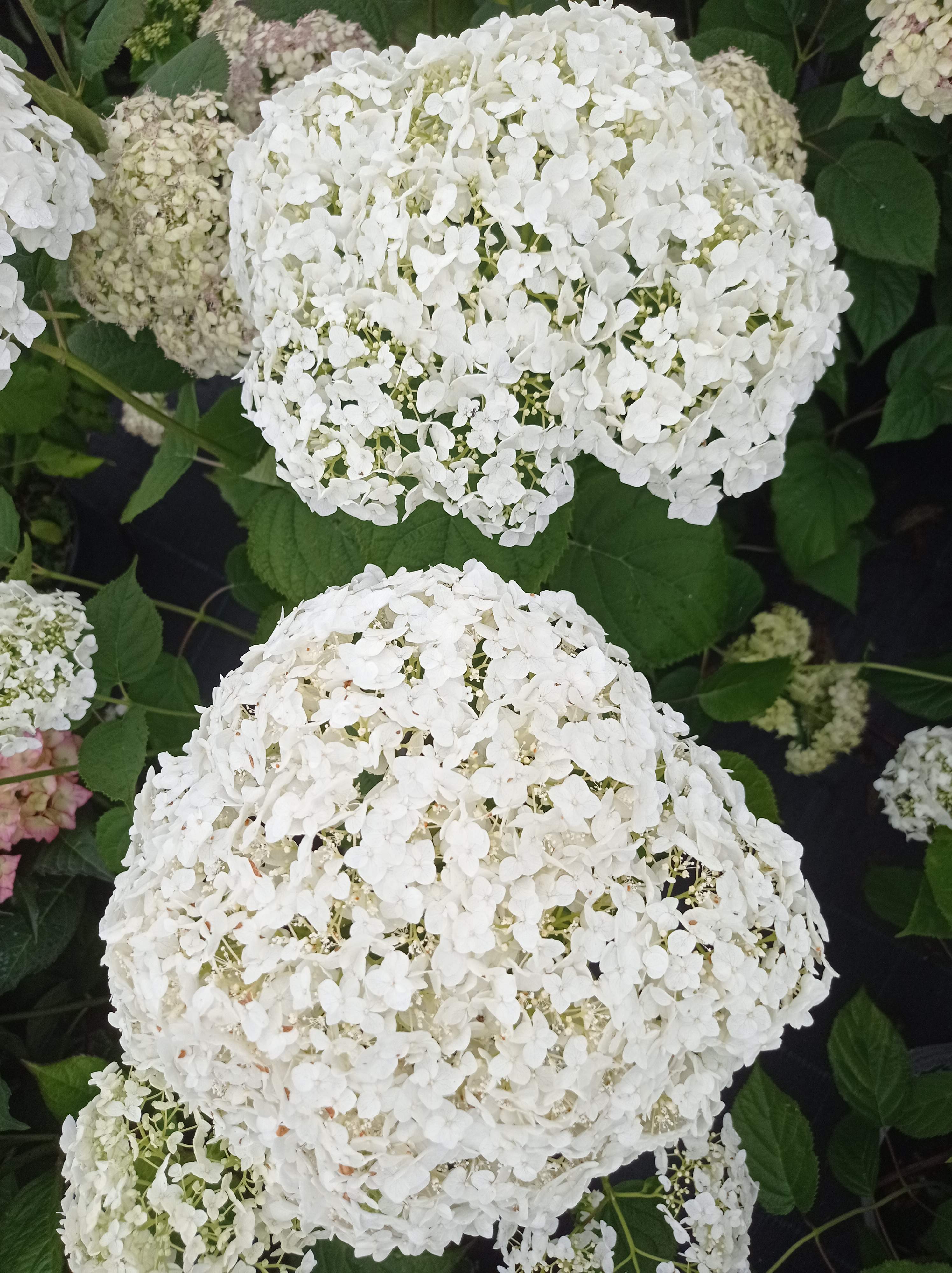 HYDRANGEA ARBORESCENS STRONG ANNABELLE