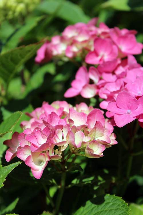 HYDRANGEA MACROPHYLLA KING GEORGE