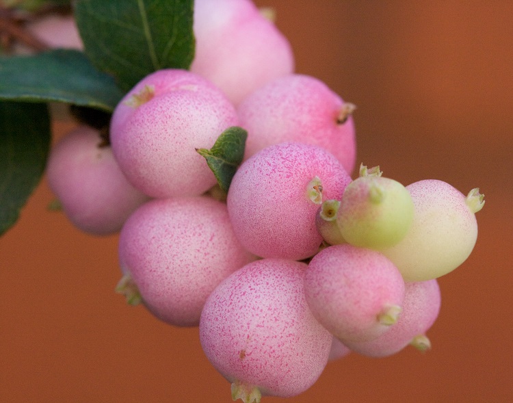 SYMPHORICARPOS X DOOREN. MAGICAL CANDY