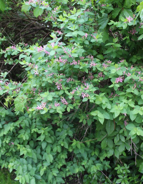 LONICERA TATARICA ARNOLD'S RED