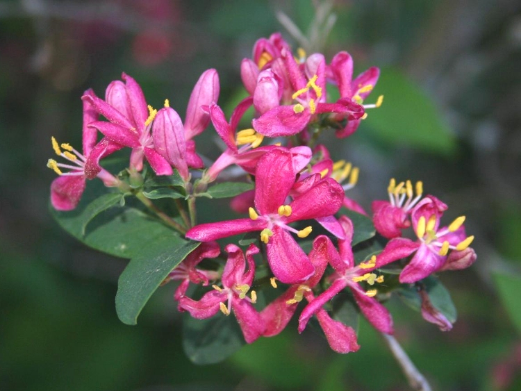 LONICERA TATARICA ARNOLD'S RED