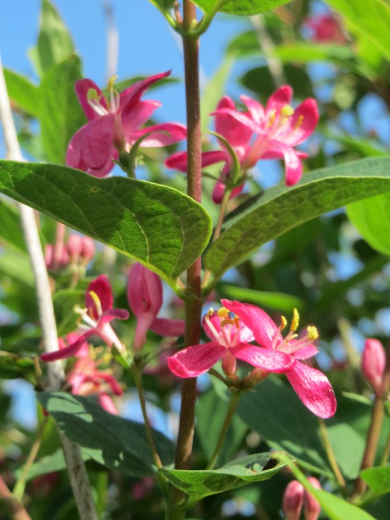 LONICERA TATARICA ARNOLD'S RED