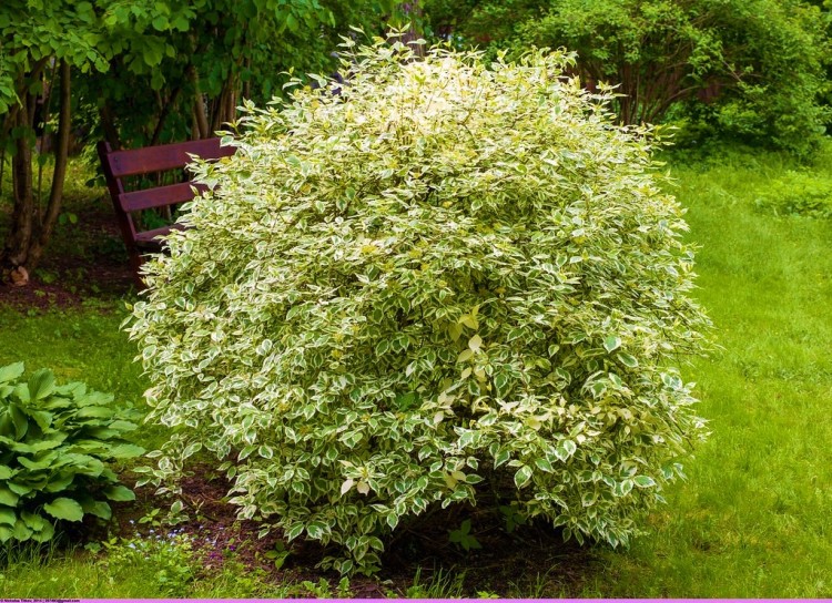 CORNUS ALBA GOUCHAULTII