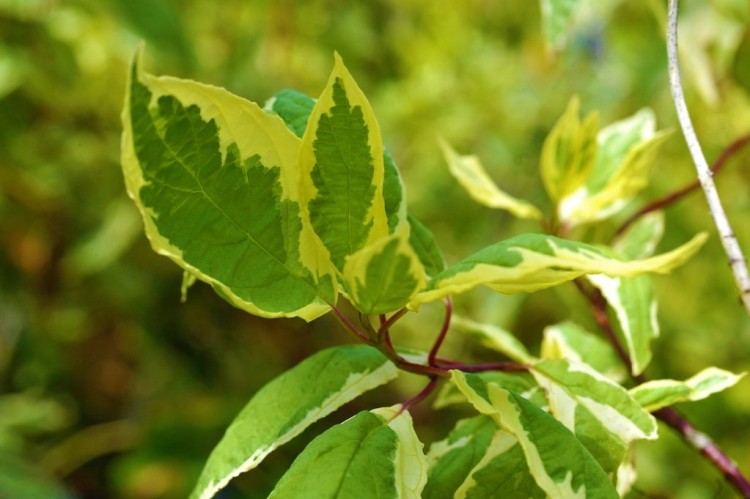 CORNUS ALBA GOUCHAULTII