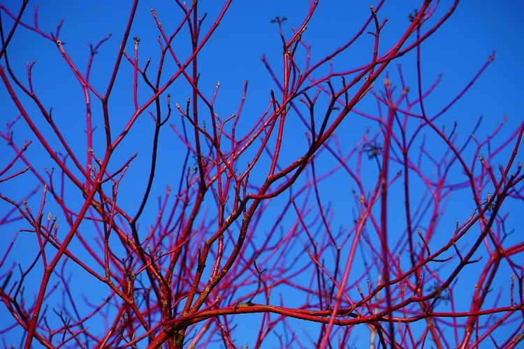CORNUS ALBA GOUCHAULTII