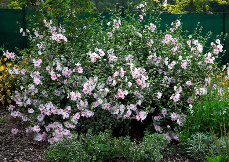 LAVATERA X CLEMENTII BARNSLEY BABY