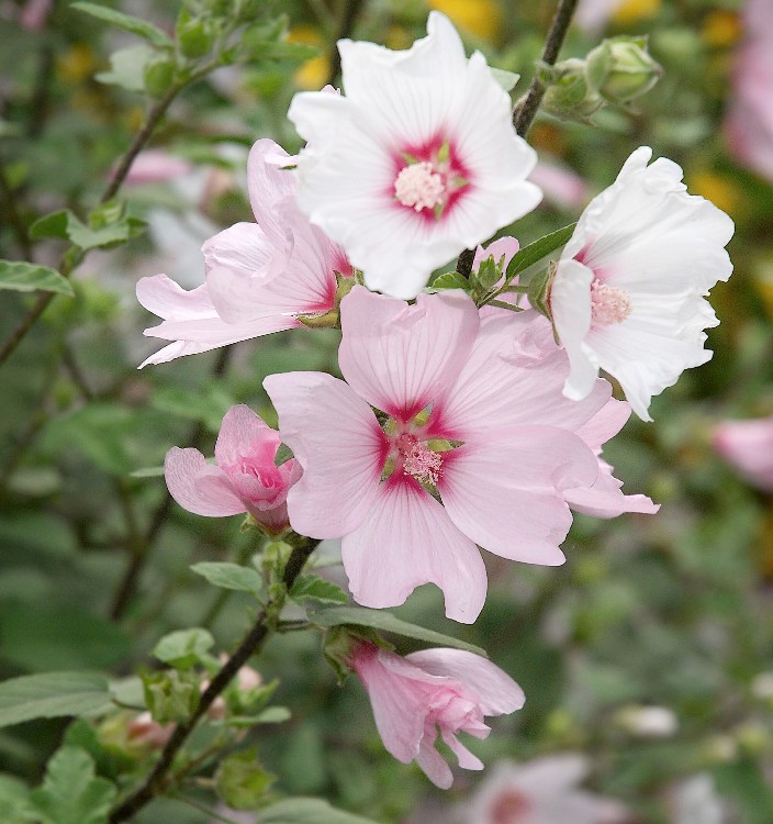 LAVATERA X CLEMENTII BARNSLEY BABY