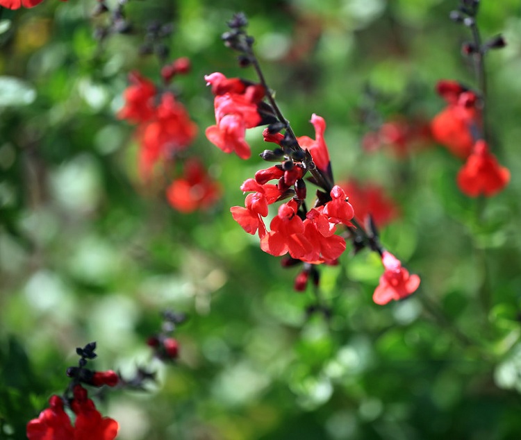 SALVIA MICROPHYLLA REVE ROUGE