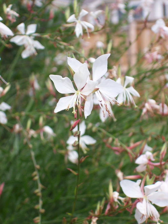 GAURA LINDHEIMERI SNOW FOUNTAIN