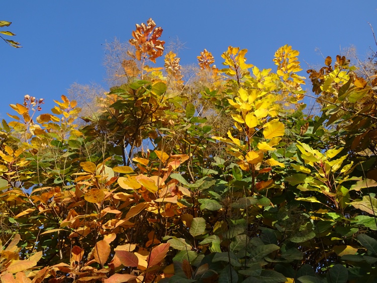 COTINUS COGGYGRIA GOLDEN LADY - SCOTANO