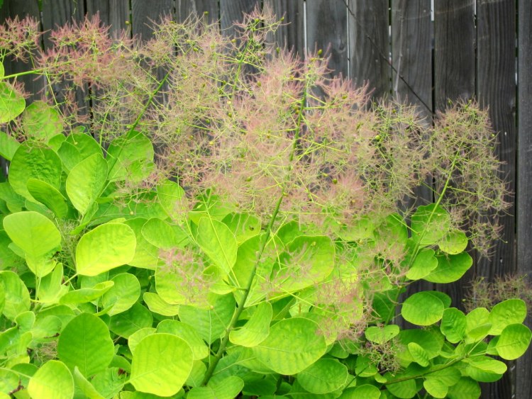 COTINUS COGGYGRIA GOLDEN LADY - SCOTANO