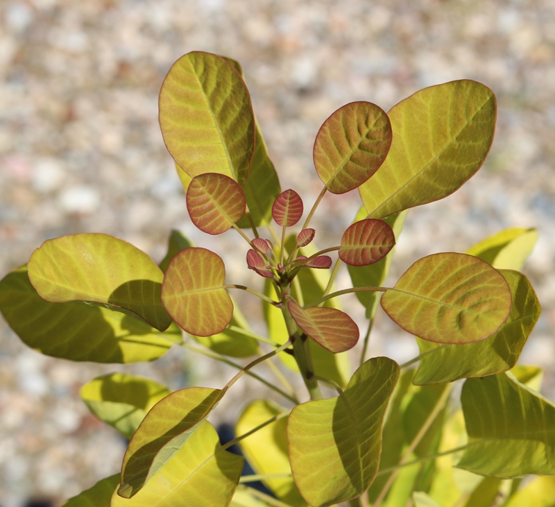 COTINUS COGGYGRIA GOLDEN LADY - SCOTANO