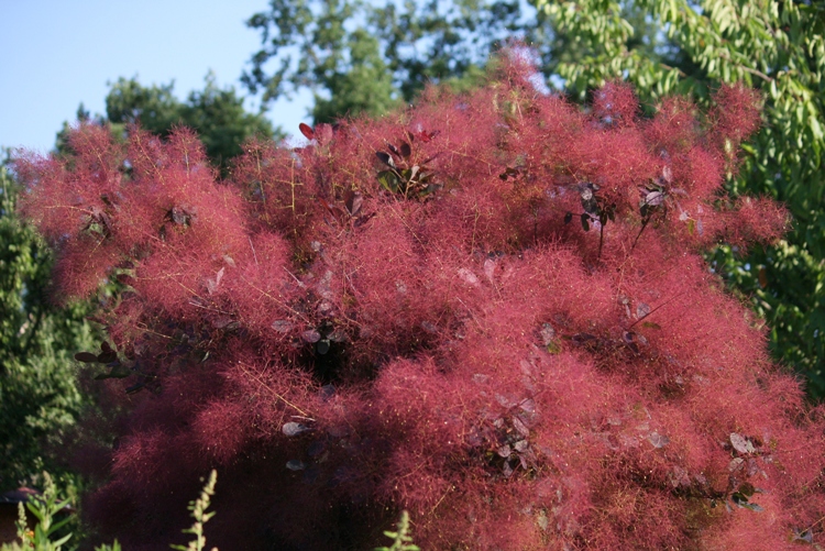 COTINUS COGGYGRIA LILLA - SCOTANO