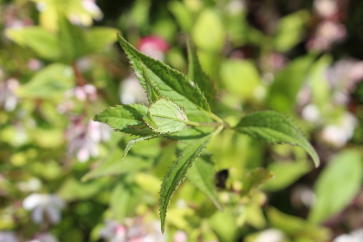 DEUTZIA X YUKI CHERRY BLOSSOM