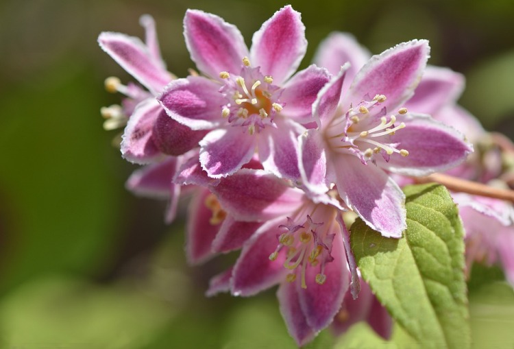 DEUTZIA X YUKI CHERRY BLOSSOM