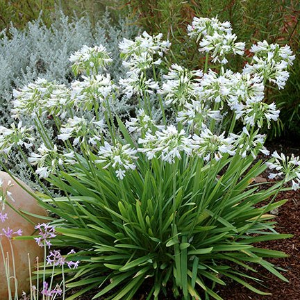 AGAPANTHUS UMBELLATUS SILVER BABY