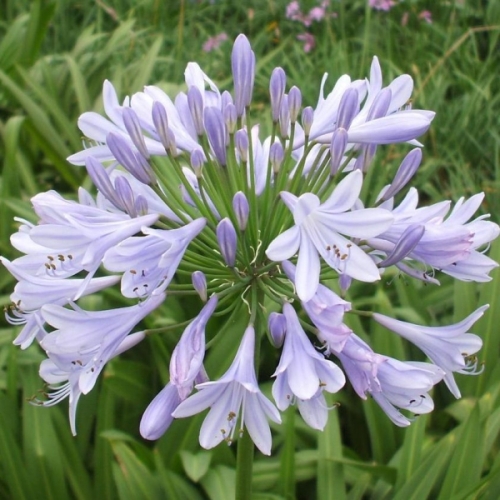 AGAPANTHUS UMBELLATUS SILVER BABY