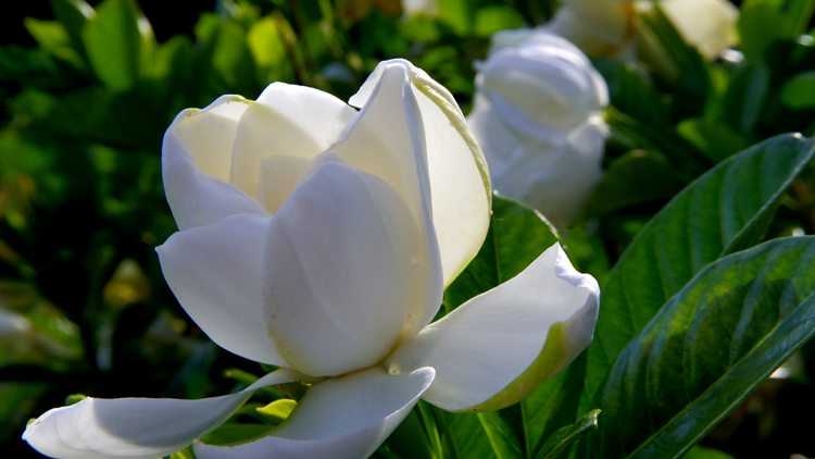 GARDENIA JASMINOIDES CROWN JEWEL