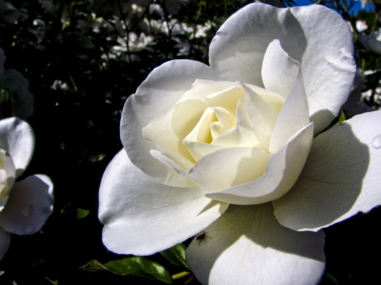 GARDENIA JASMINOIDES CROWN JEWEL