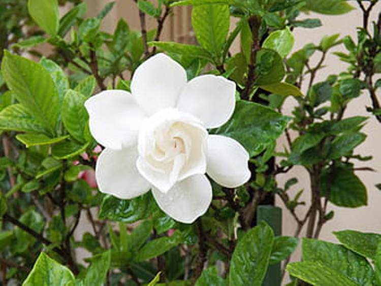 GARDENIA JASMINOIDES CROWN JEWEL