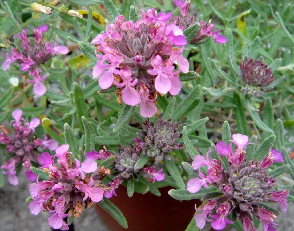 TEUCRIUM ACKERMANNII