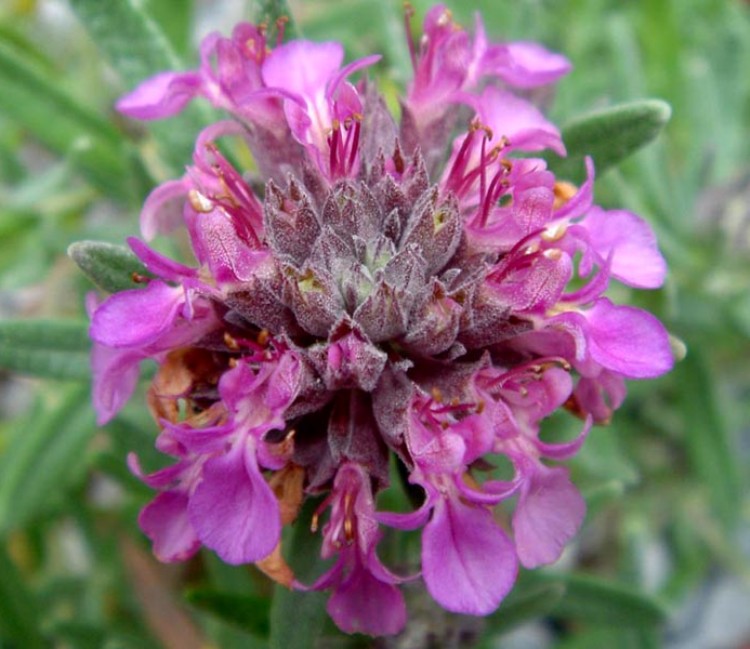 TEUCRIUM ACKERMANNII