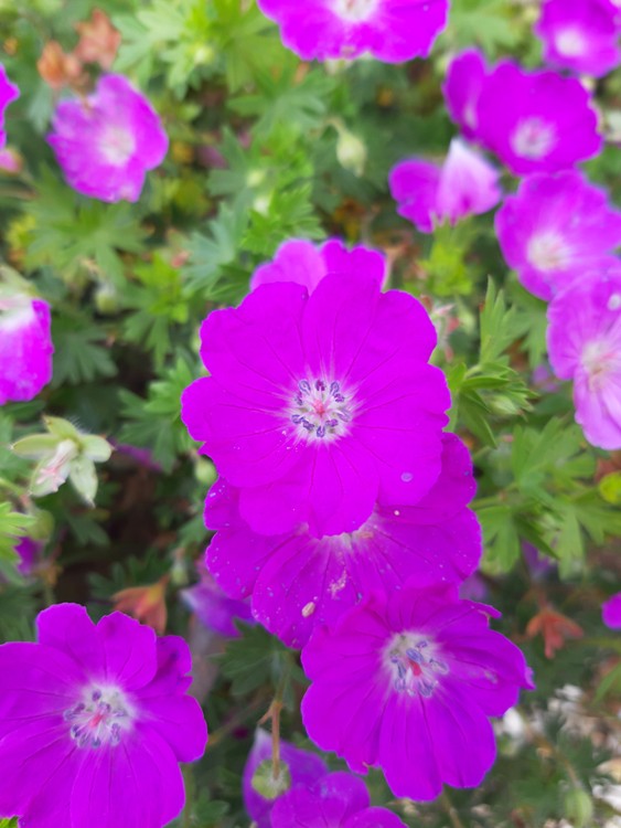 GERANIUM SANGUINEUM MAX FREI