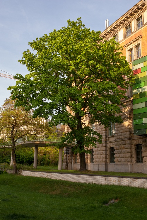 PLATANUS HISPANICA EL GORDO