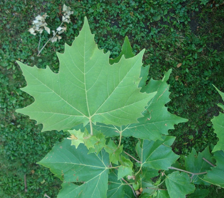 PLATANUS HISPANICA EL GORDO