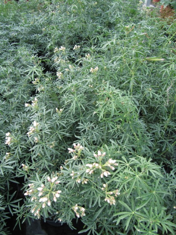 CHOISYA TERNATA WHITE DAZZLER